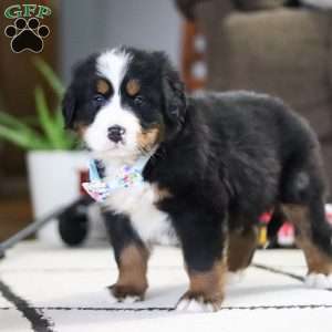 Cash, Bernese Mountain Dog Puppy